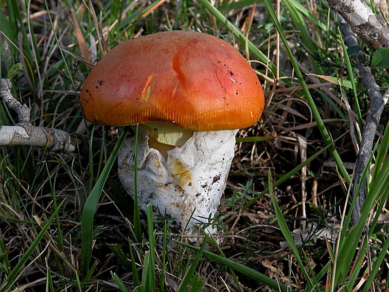 foto d''archivio (Amanita caesarea)